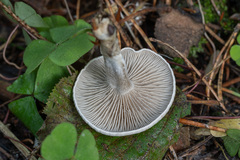 Clitocybe ditopa