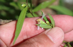 Symphyotrichum boreale