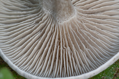 Clitocybe ditopa