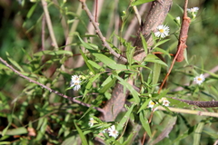 Symphyotrichum boreale