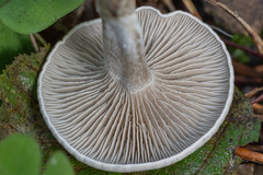 Clitocybe ditopa