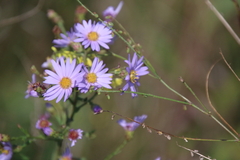 Ionactis linariifolia