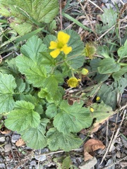 Geum macrophyllum