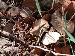 Acrotylus insubricus