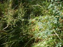 Thalictrum minus