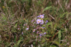 Ionactis linariifolia