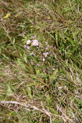 Ionactis linariifolia