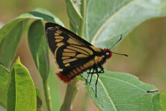 Metardaris cosinga