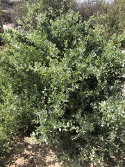Atriplex lentiformis