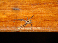 Cupiennius coccineus