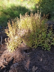 Erythranthe erubescens