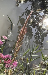 Persicaria amphibia