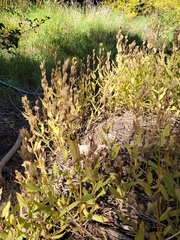 Erythranthe erubescens