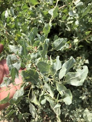 Atriplex lentiformis