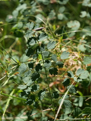 Thalictrum minus