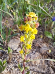 Tetragonia decumbens