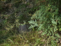 Thalictrum minus
