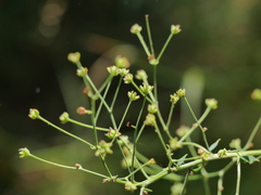 Thalictrum minus