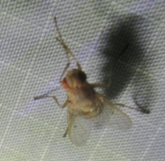 Ormia