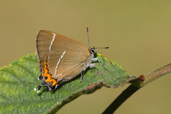 Satyrium w-album