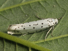 Yponomeuta cagnagella