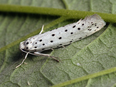 Yponomeuta cagnagella