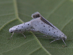 Yponomeuta cagnagella