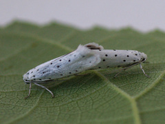 Yponomeuta cagnagella
