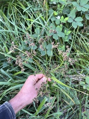 Scirpus microcarpus