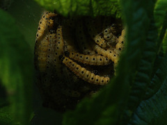 Yponomeuta cagnagella
