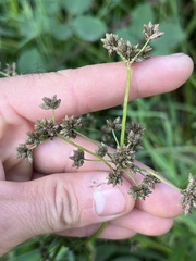 Scirpus microcarpus