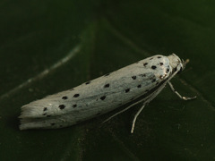 Yponomeuta cagnagella