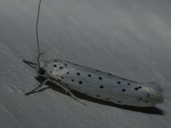 Yponomeuta cagnagella