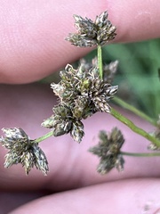 Scirpus microcarpus