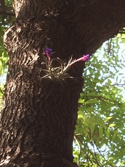 Tillandsia aeranthos
