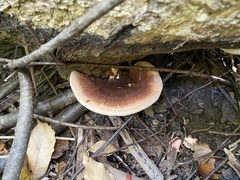 Ischnoderma benzoinum