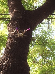 Tillandsia aeranthos