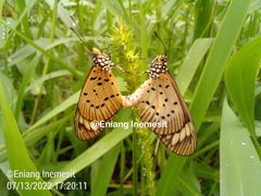 Acraea encedon encedon
