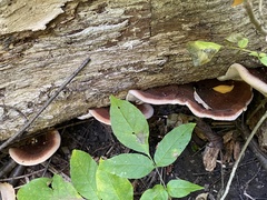 Ischnoderma benzoinum