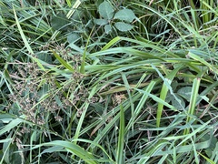 Scirpus microcarpus
