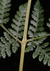 Dryopteris dilatata