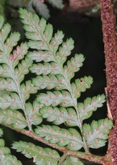 Dryopteris dilatata