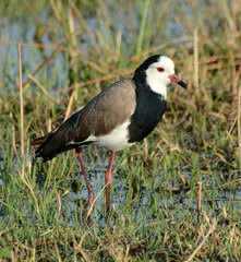 Vanellus crassirostris