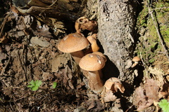 Armillaria ostoyae
