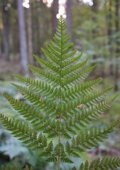 Dryopteris dilatata