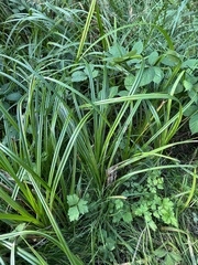 Scirpus microcarpus