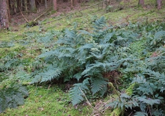 Dryopteris dilatata