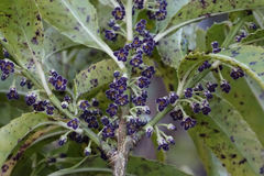 Melicytus lanceolatus