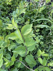 Philadelphus coronarius