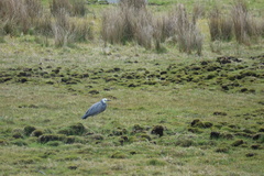 Egretta novaehollandiae novaehollandiae